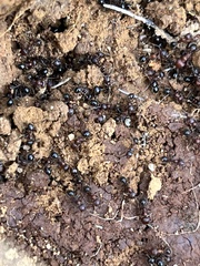 Veromessor chicoensis