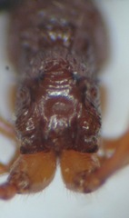 Myrmica ruginodis