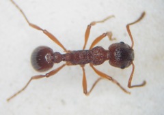 Myrmica ruginodis
