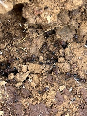 Veromessor chicoensis