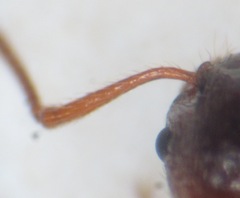 Myrmica ruginodis