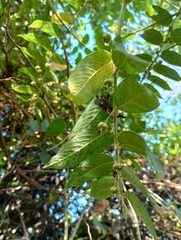 Phyllanthus salviifolius