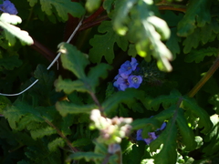 Phacelia distans