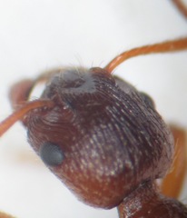 Myrmica ruginodis