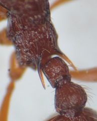 Myrmica ruginodis