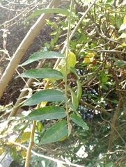 Phyllanthus salviifolius