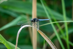 Crocothemis nigrifrons