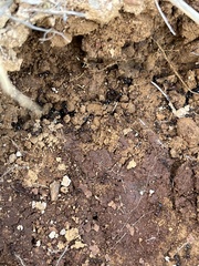 Veromessor chicoensis