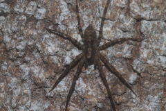 Acanthoctenus