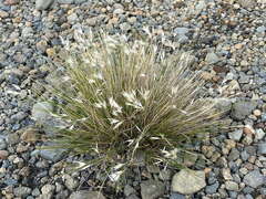 Rytidosperma setifolium
