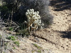 Cylindropuntia echinocarpa