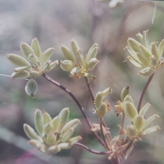 Lomatium macrocarpum