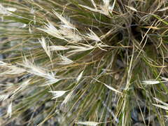 Rytidosperma setifolium