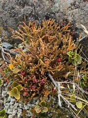 Lepidothamnus laxifolius