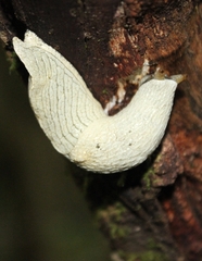 Elisolimax flavescens