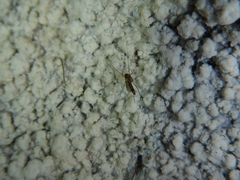 Speolepta leptogaster