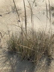 Ammophila breviligulata
