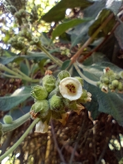 Varronia cylindrostachya