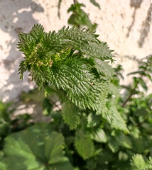 Urtica urens