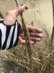 Ammophila breviligulata