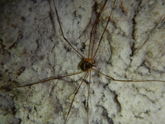 Amilenus aurantiacus