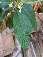 Varronia cylindrostachya