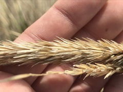 Ammophila breviligulata