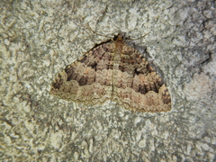 Triphosa dubitata