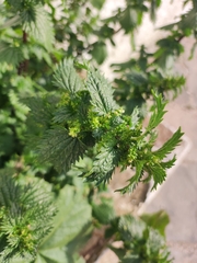 Urtica urens