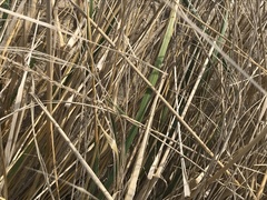 Ammophila breviligulata