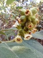 Varronia cylindrostachya