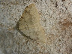 Triphosa