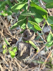 Exobasidium ferrugineae