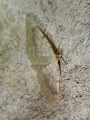 Triphosa