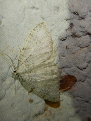 Triphosa