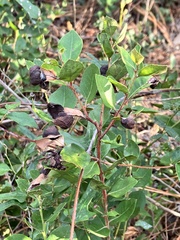 Exobasidium ferrugineae