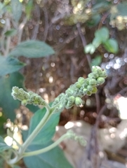 Varronia cylindrostachya