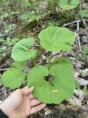 Asarum canadense reflexum