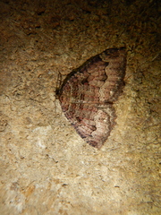 Triphosa dubitata