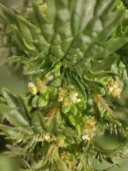 Urtica urens