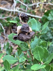 Exobasidium ferrugineae