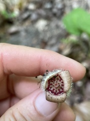 Asarum canadense reflexum