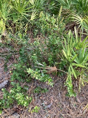 Exobasidium ferrugineae