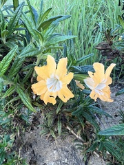 Diplacus longiflorus