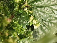 Urtica urens