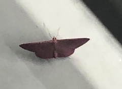 Eumelea rosalia