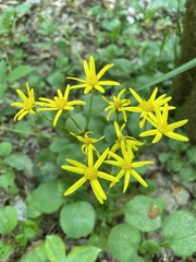 Packera obovata