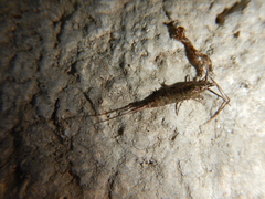 Machilinae