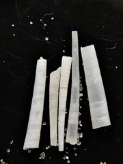Graptacme eborea