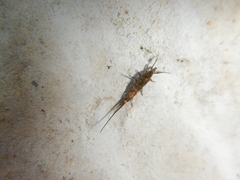 Machilinae